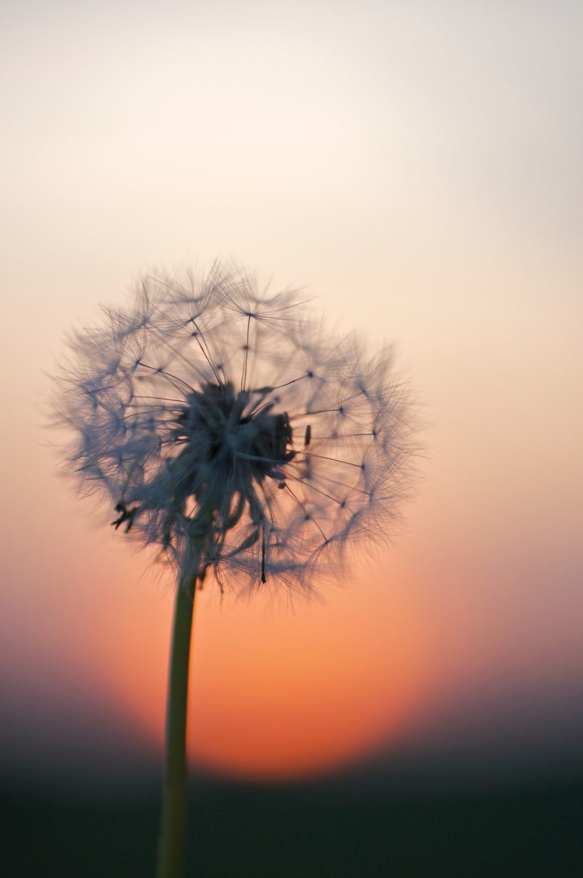 wolfgang-hasselmann-Kovuf0yU8NU-unsplash